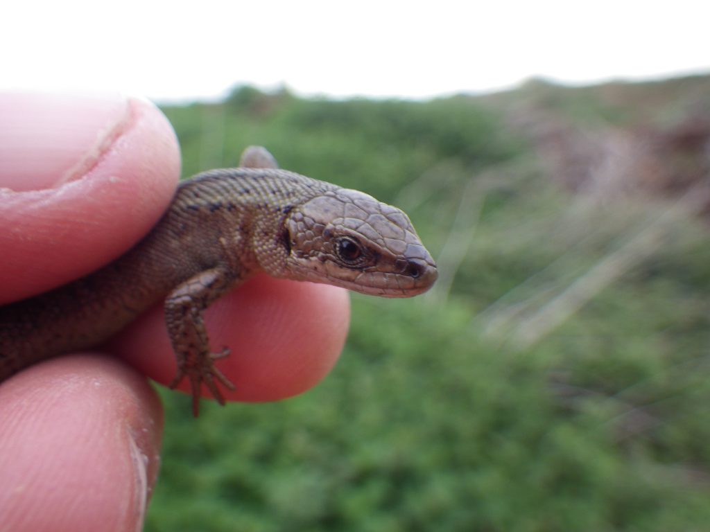 Tarmac continues wildlife conservation efforts with reptile habitat enhancements at Bellhouse Quarry