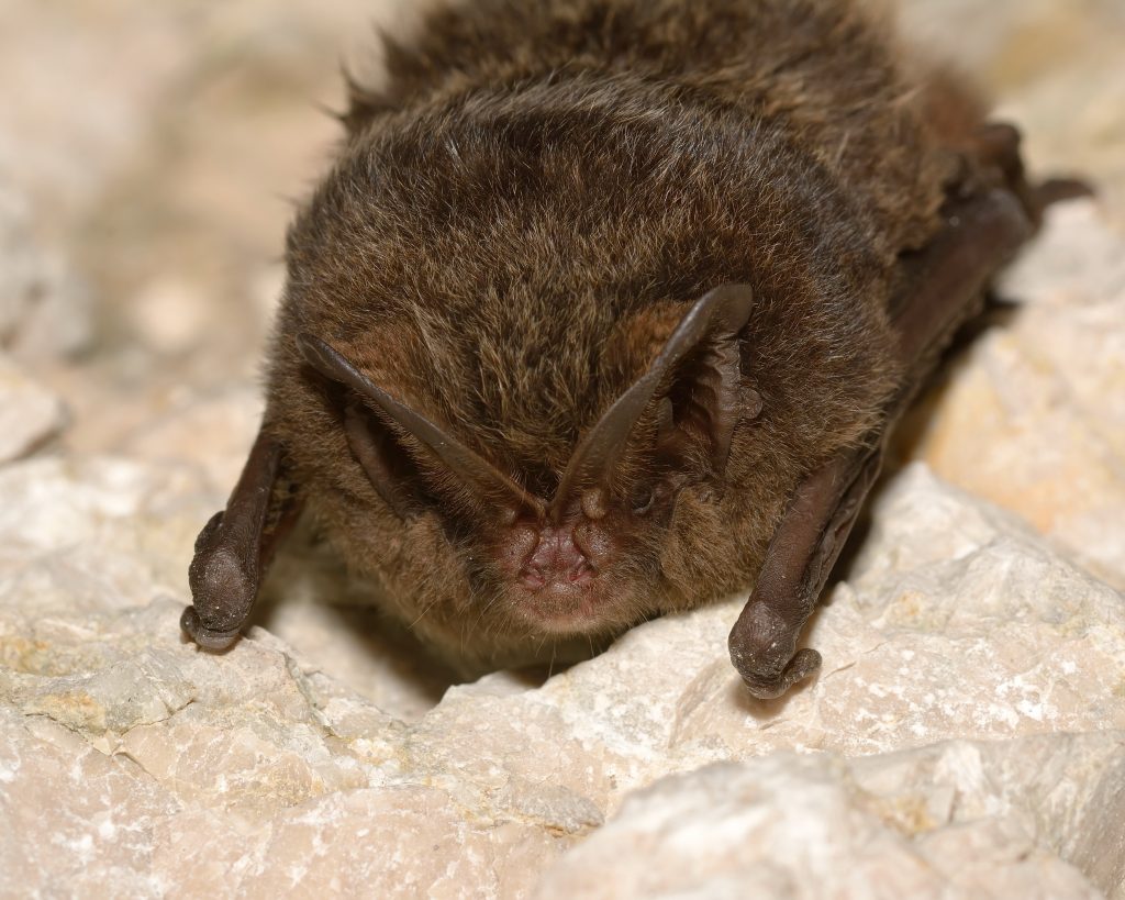 Tarmac highlights the importance of protecting bat species across its UK-wide sites