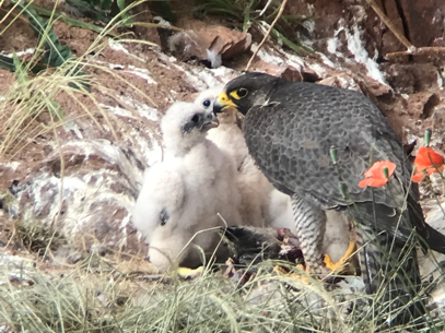 Rare birds nesting at Mountsorrel Quarry