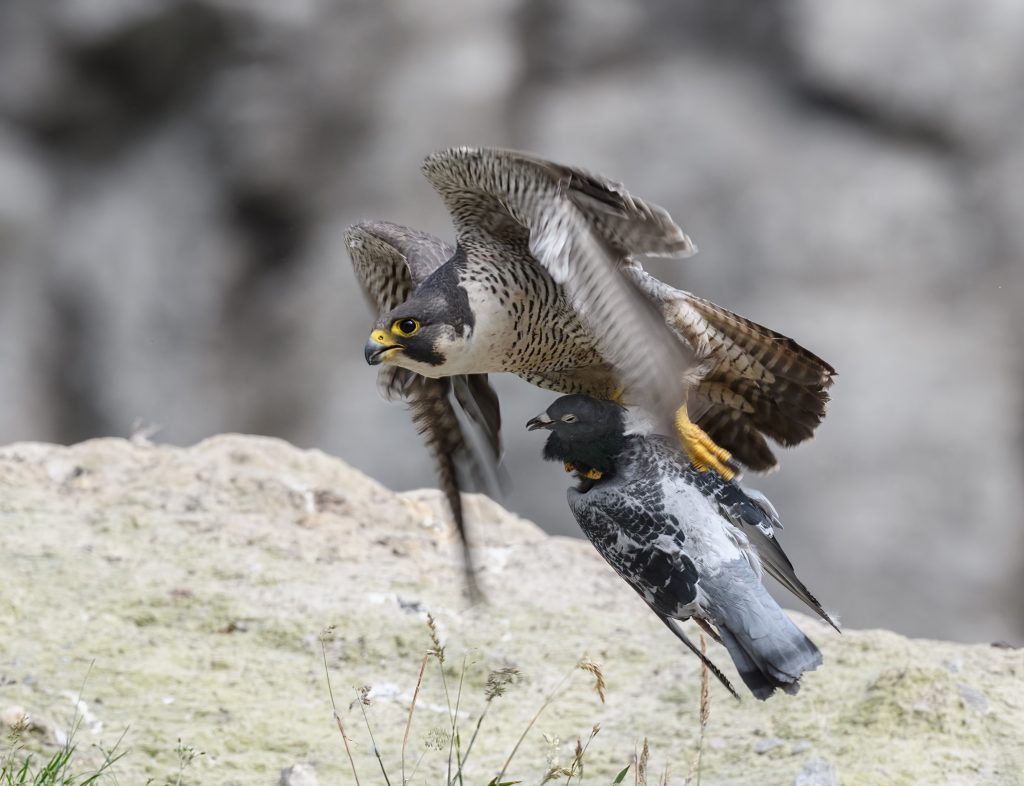 Tarmac’s award-winning photographers focus their lenses on the diverse wildlife inhabiting quarries
