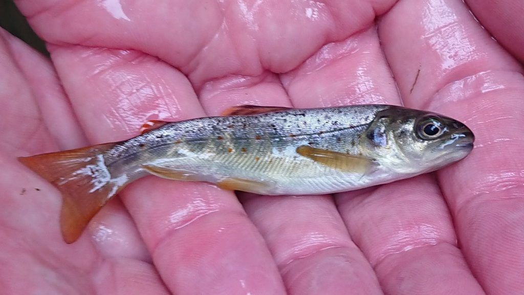 Trout triumph as small fry get to be big fish in Yorkshire rivers thanks to a donation from Tarmac