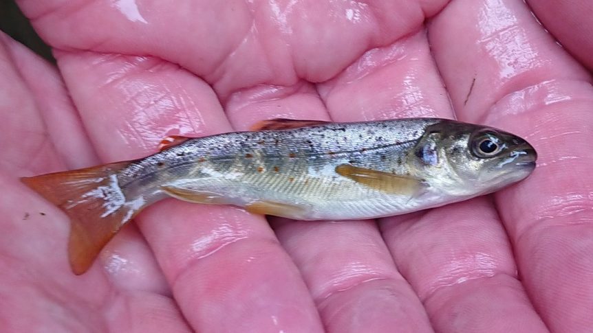Trout triumph as small fry get to be big fish in Yorkshire rivers thanks to  a donation from Tarmac - Tarmac