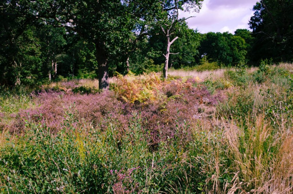 Endangered Hertfordshire heathland restored thanks to Tarmac Landfill Communities Fund grant