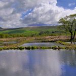 Biodiversity success at Swarth Moor SSSI as Tarmac raises bog’s standard