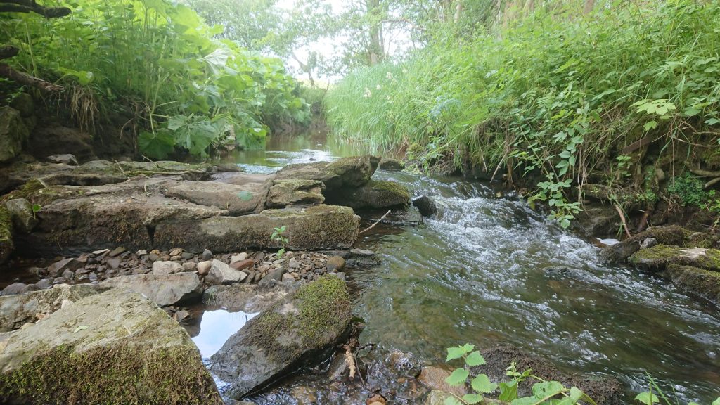 One year on: Tarmac support sees fish flourishing in Yorkshire rivers