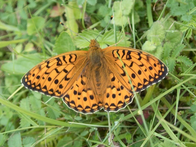 Tarmac goes wild for chalk grassland: nature recovery at Ladds Farm