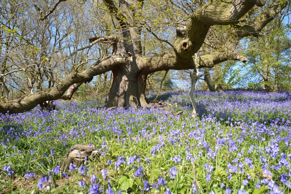 Hertfordshire parkland identified as haven for beetle biodiversity
