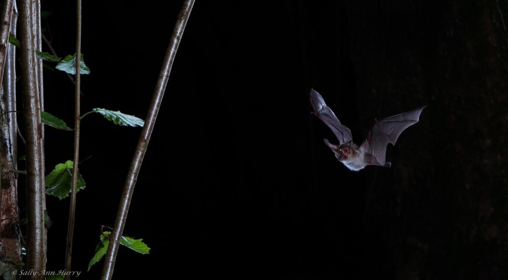Endangered bat species found in Kent