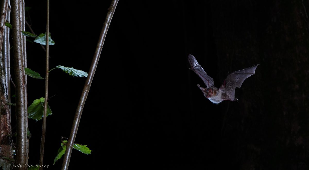 Brown long-eared bat