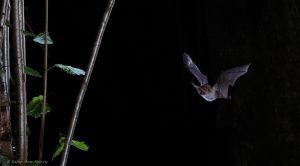 Brown long-eared bat