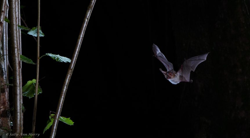 Brown long-eared bat