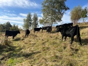 Sustainable restoration