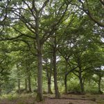 Tarmac launches biodiversity net gain habitat banks