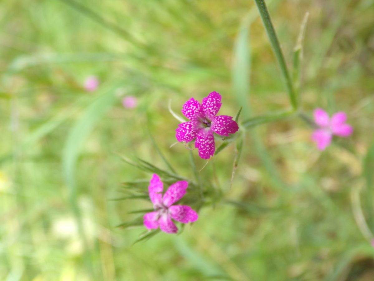 Hendre Quarry